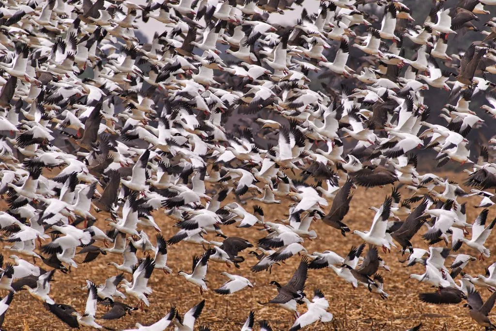 PICT - Snow Geese in Flight - Sharon Stitler