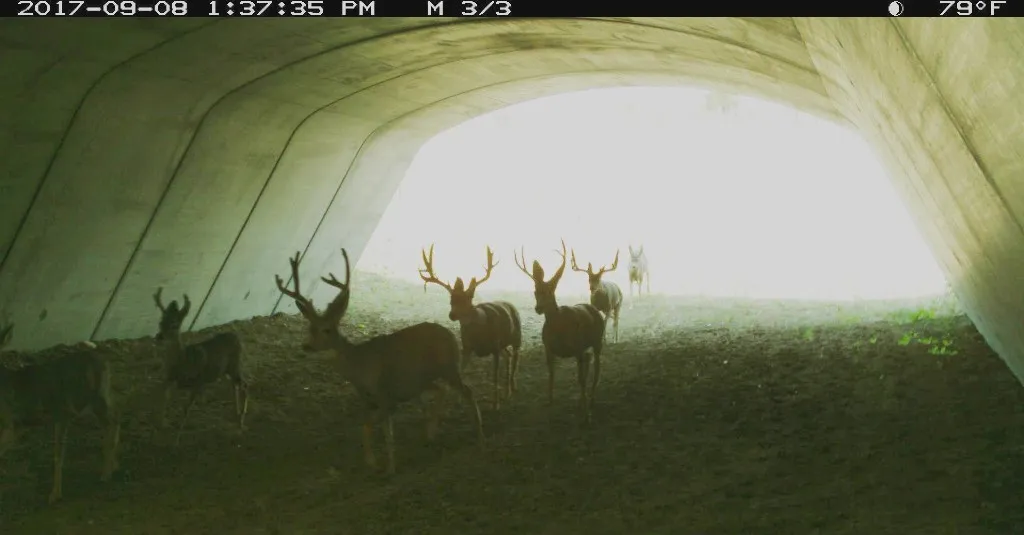 PICT Deer Underpass 2 - CPW