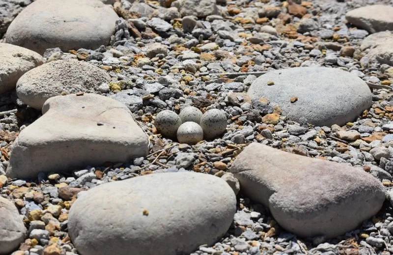 PICT Plover eggs at John Martin Reservoir - CPW