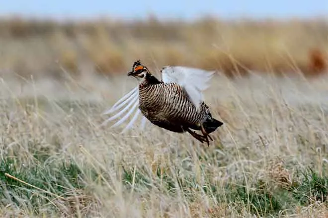 PICT 64J1 Male Lesser Prairie Chicken in Flight - CPW