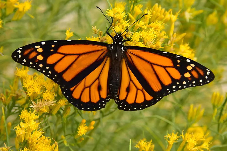 PICT monarch-butterfly-on-rabbitbrush-seedskadee - Tom Koerner - USFWS