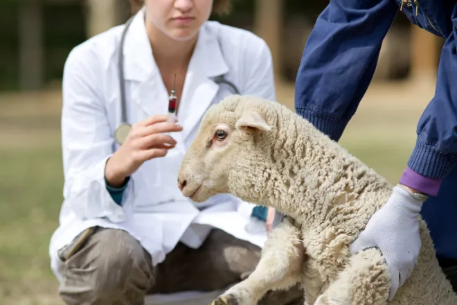 Symptoms That Your Sheep May Have Listeria