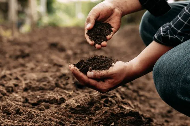 Hands of a farmer inspecting the health of the soil on their property prior to planting anything on their farm.