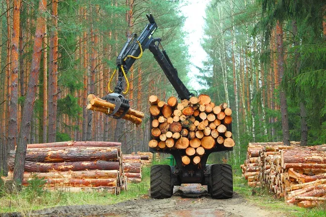 A heavy-duty black truck parked in the forest with chopped logs on the back end. There are logs laying next to the truck.