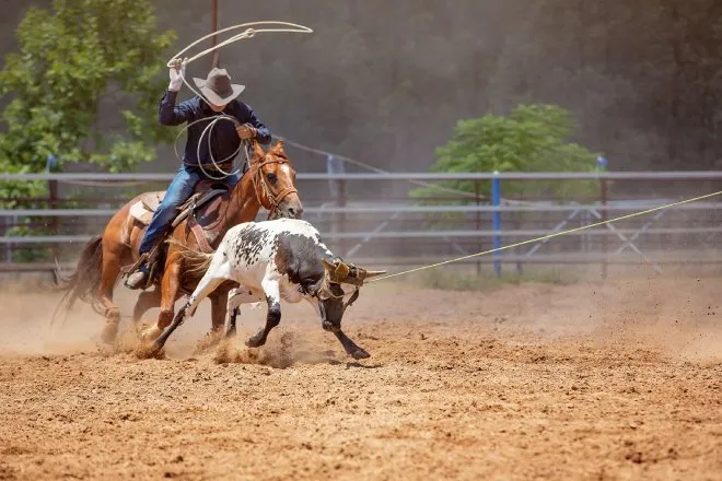 A man is riding a horse and is attempting to rope a calf. The man is wearing rodeo gear and a cowboy hat.