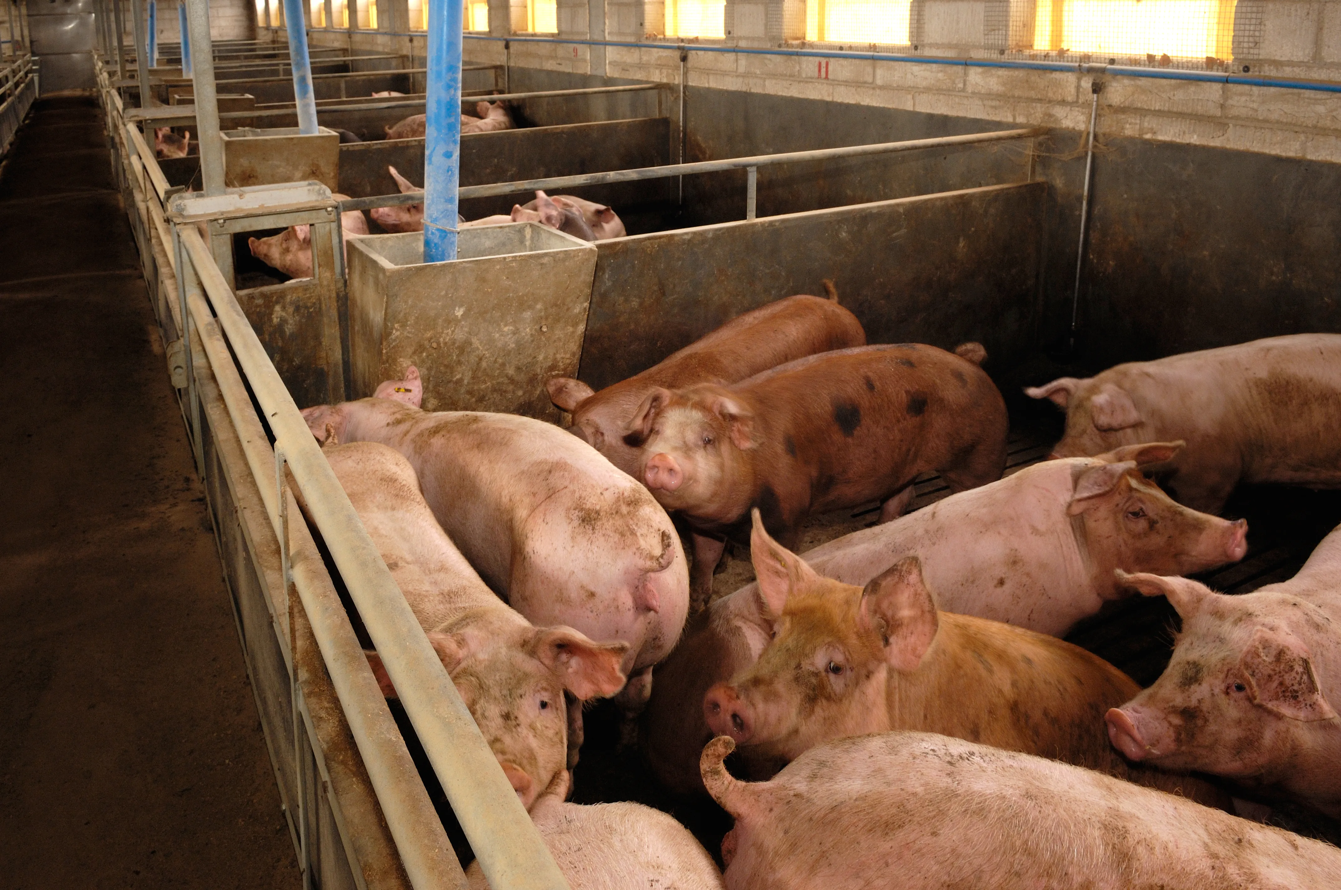 Indoor pens of pigs