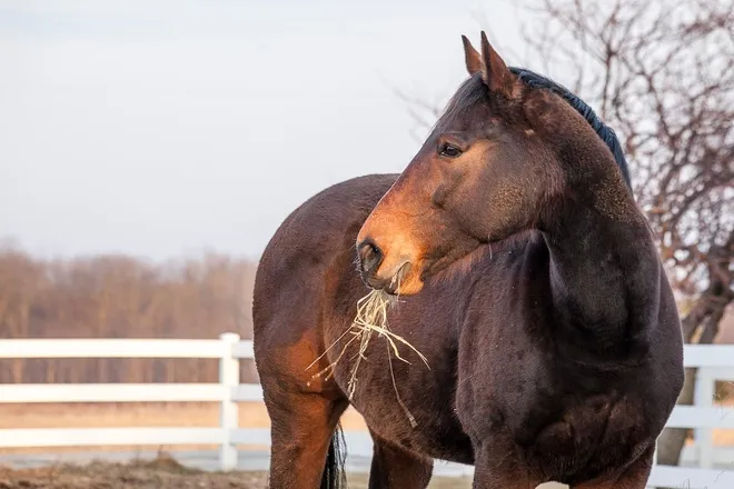 A dark brown horse with a black, braided mane munching on hay while standing in a pasture in winter.