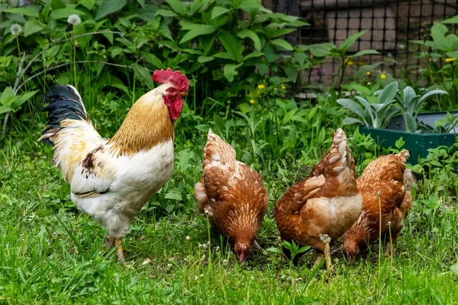 A rooster and a few hens foraging in a lush, grassy, fenced-off area dotted with dandelions and wild greenery.