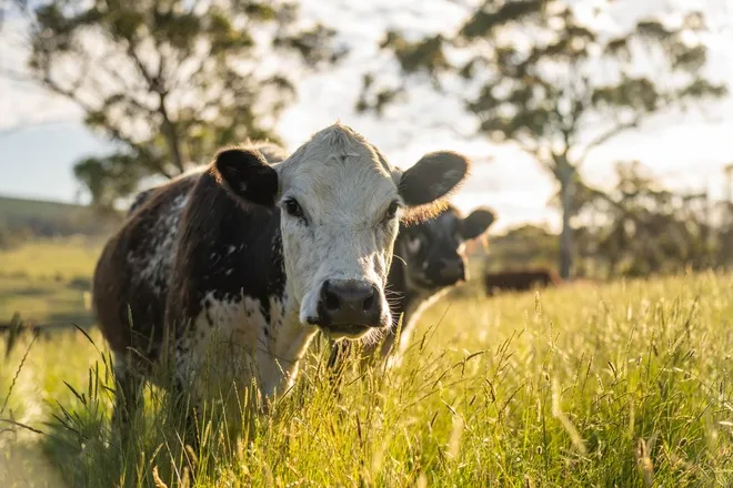Two cows standing in a field with tall grass that reaches up to their chins. The sun is shining down on them.