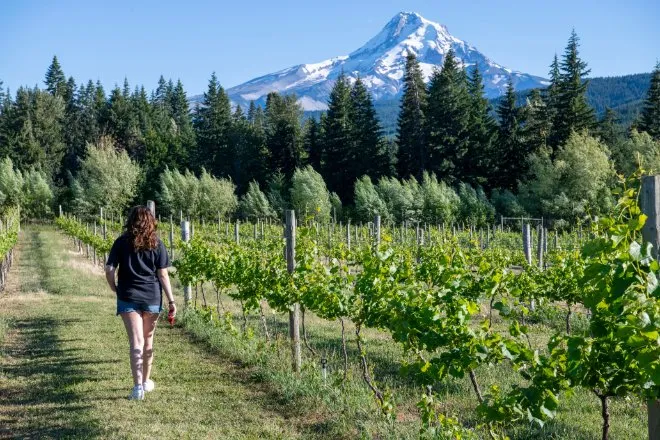 A rear view of a woman in a T-shirt and jean shorts walking down the rows of a vineyard with a mountain in the background.