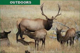 Elk Tours