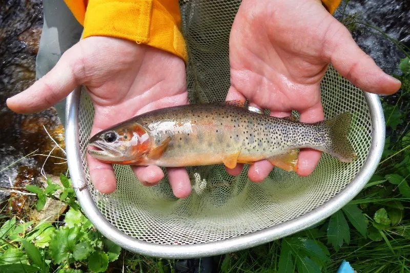 PICT Hayden Creek Trout - CPW