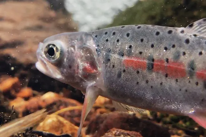 PICT Greenback Cutthroat Trout - CPW