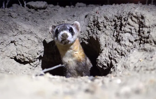 PICT - Black Footed Ferret - CPW