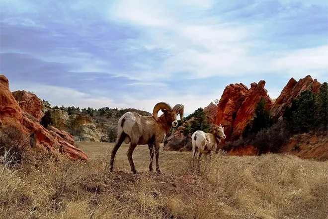 PICT Bighorn Sheep - CPW