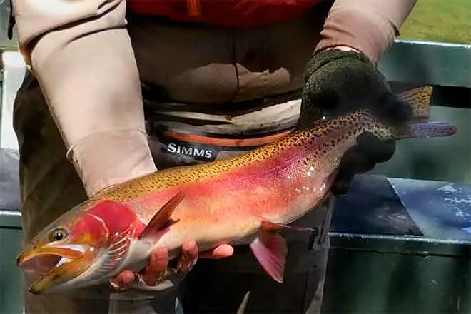 Rainbow Trout Fish - CPW - Bill Vogrin