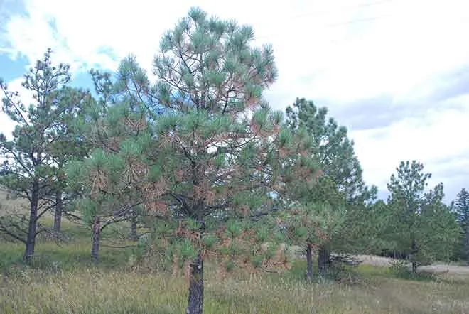 PICT Autumn needle drop in a ponderosa pine tree - CSFS
