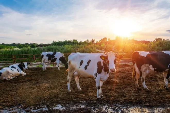 3 Colorado Dairy Farm Tours for the Whole Family