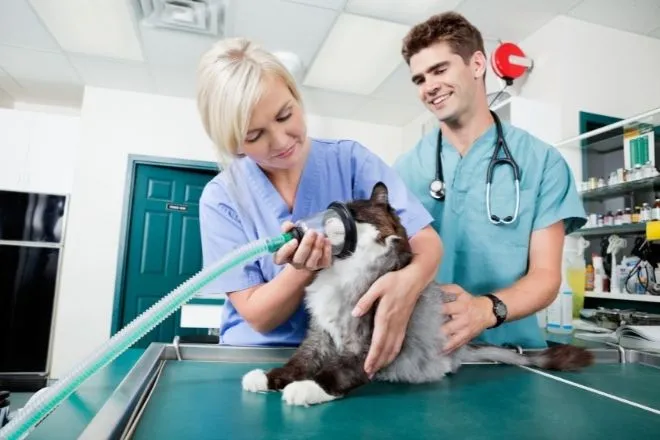What All Vet Tech Training Should Include
