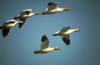 Snow Geese in Flight