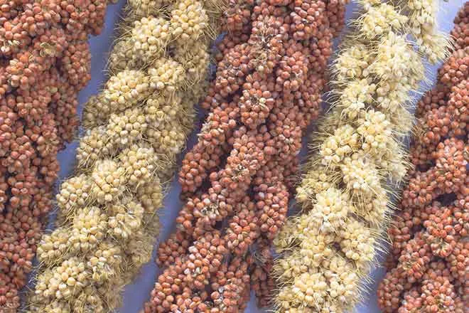 PROMO Agriculture - Millet Red Yellow Crop Grain - iStock - Olenaa