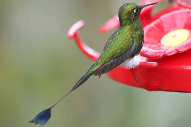 PROMO 64J1 Animal - Hummingbird Booted racket-tail Ecuador Ocreatus underwoodii - wikimedia - public domain