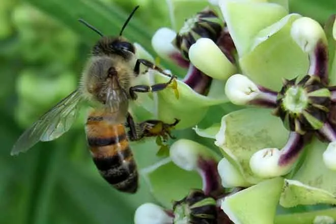 PROMO Animal - Insect Bee Antelope Horn - Wikimedia