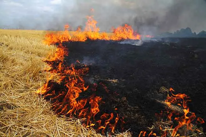 PROMO Fire - Wheat Stubble Soot Flames - iStock