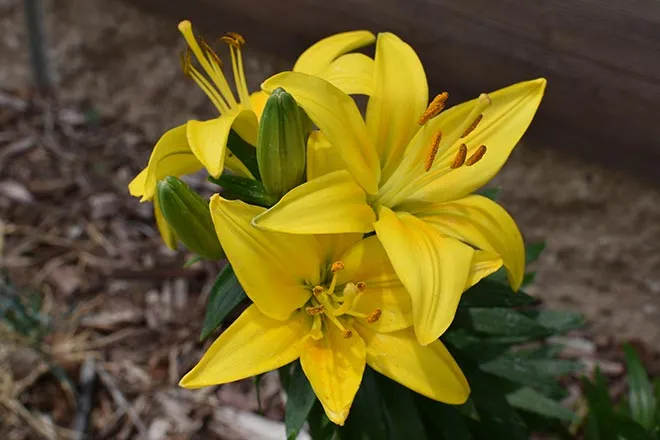 Garden - Lily Flower Yellow - Chris Sorensen