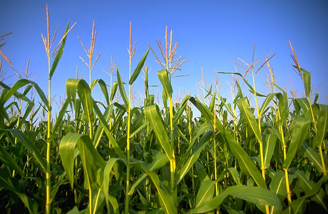 PROMO 660 x 440 Agriculture - Corn - FEMA