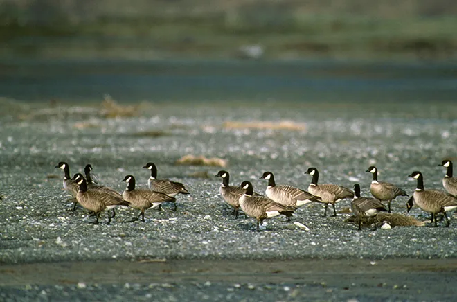 PROMO 660 x 440 Animal - Aleutian Canada Geese - USFWS