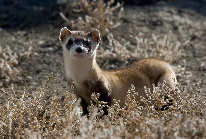 PROMO 660 x 440 Animal - Black Footed Ferret - USFWS