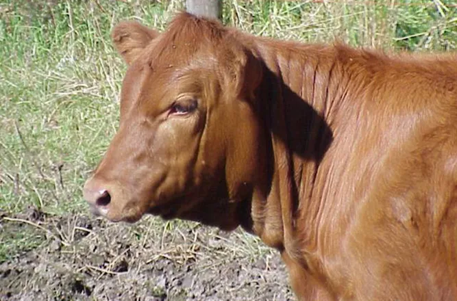 PROMO 660 x 440 Animal - Agriculture Cattle Red Angus Heifer - Wikimedia