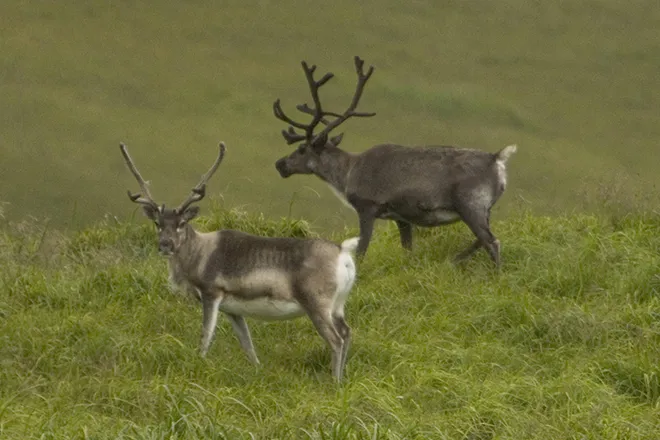 PROMO 660 x 440 Animal Atka Island Reindeer - USFWS