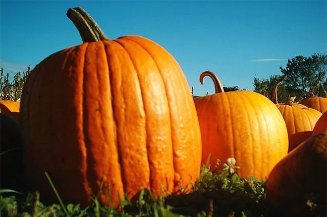 PROMO 660 x 440 Food - Pumpkins Hancock Shaker - Wikimedia