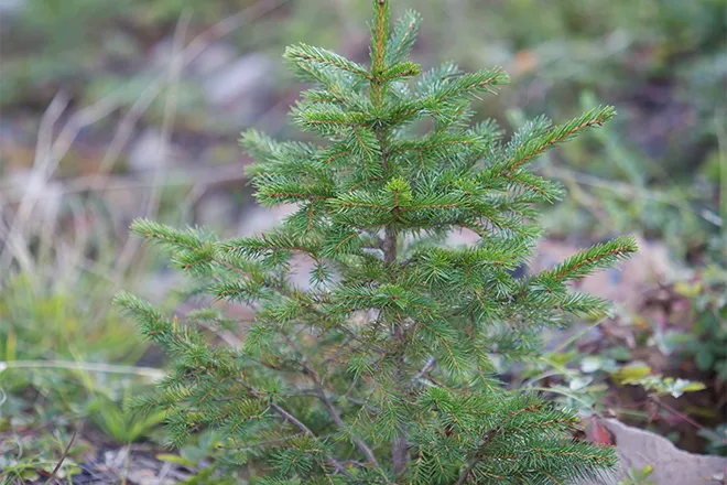 PROMO 660 x 440 Outdoors - Red Spruce Tree