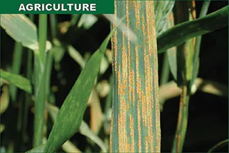 Striped Wheat Rust