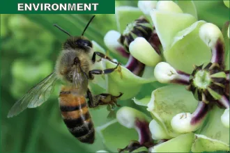 Environment - Bees and Pollinators