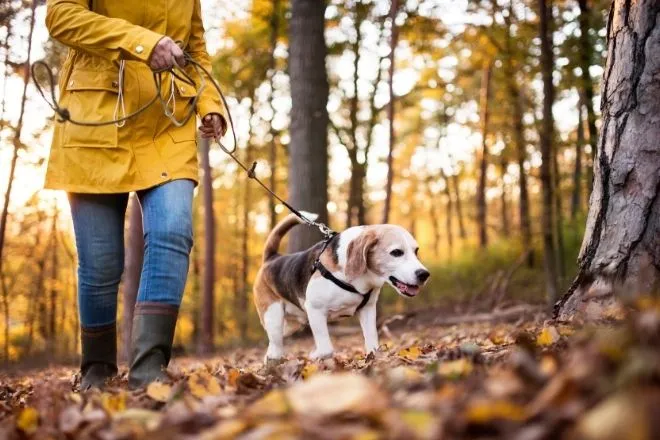 Keeping your dog safe outdoors all year long