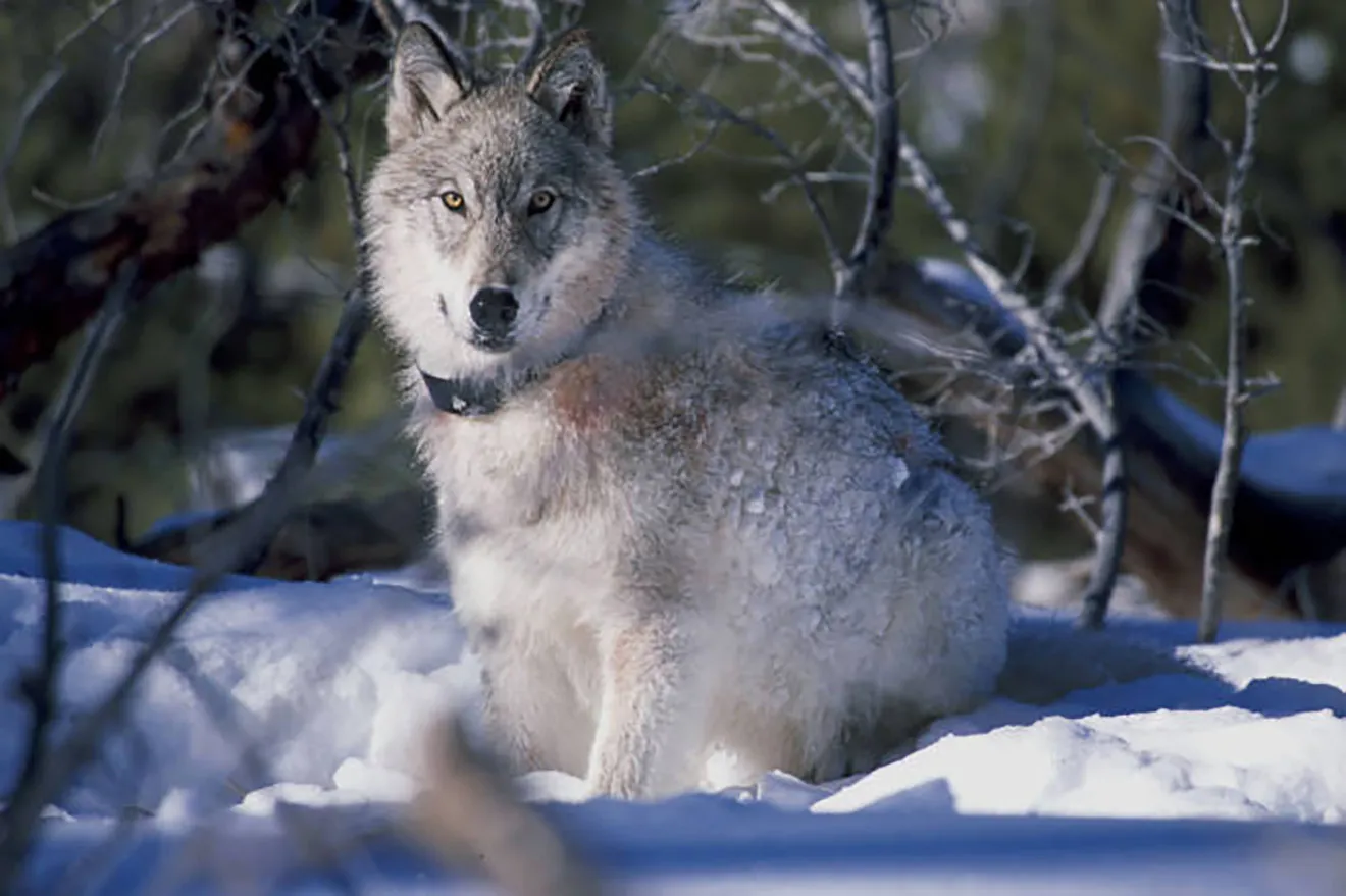 PROMO Animal - Gray Grey Wolf - USFWS - public domain