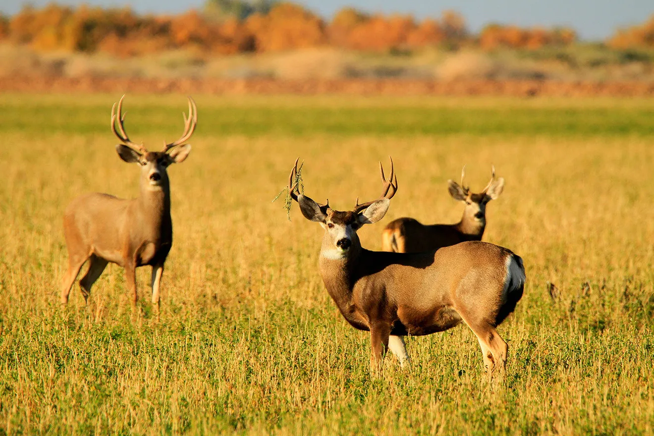 PROMO Animal - Mule deer buck or group of bachelors in the field at Cibola National Wildlife Refuge - USFWS - public domain.jpg