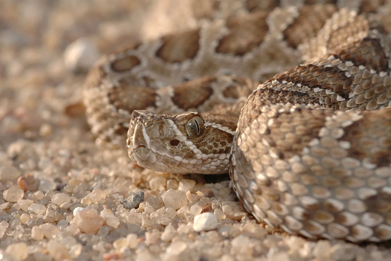PROMO 64 Animal - Snake Rattlesnake - iStock - Shoemcfly - 89474309