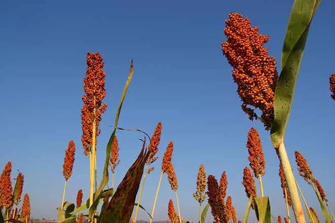 PROMO Agriculture - Sorghum Millet - iStock - tanew_pix