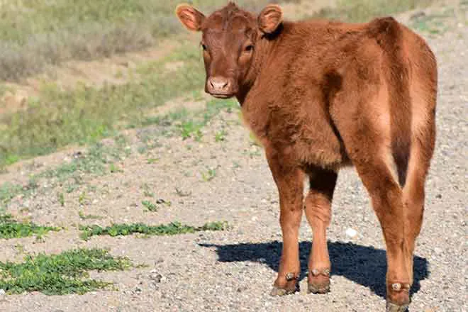 PROMO Animal - Cattle Calf Road - Chris Sorensen