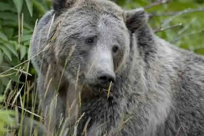 PROMO Animal - Grizzly Bear in grass - USFWS - Terry Tollefsbol