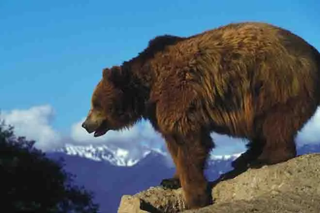 PROMO Animal - Grizzly Bear on rock - USFWS