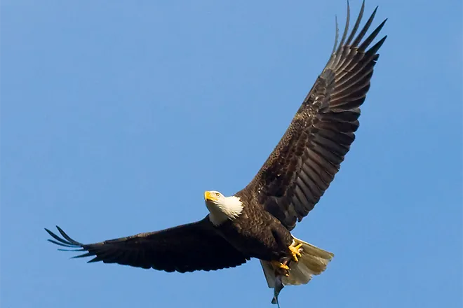 PROMO 660 x 440 Animal - Bald Eagle with Fish - USFWS - Ron Holmes - public domain