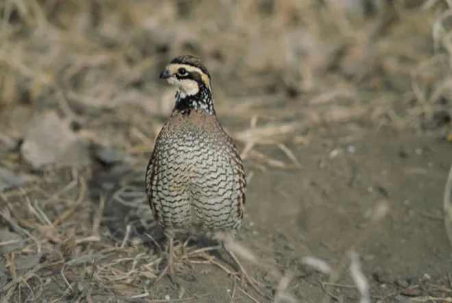 PROMO 660 x 440 Animal - Bobwhite Quail -USFWS