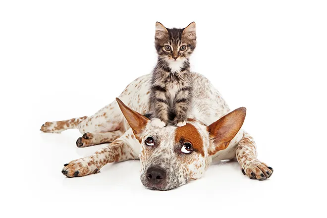 PROMO 660 x 440 Animal - Pets Dog Cat Pet Care - iStock - adogslifephoto