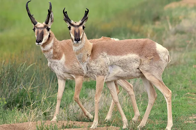 PROMO 660 x 440 Animal - Pronghorn Antelope Arapaho National Wildlife Refuge - USFWS - Tom Koerner - public domain